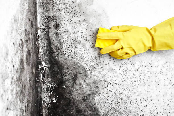 Best Mold Remediation  in Sheridan, CA