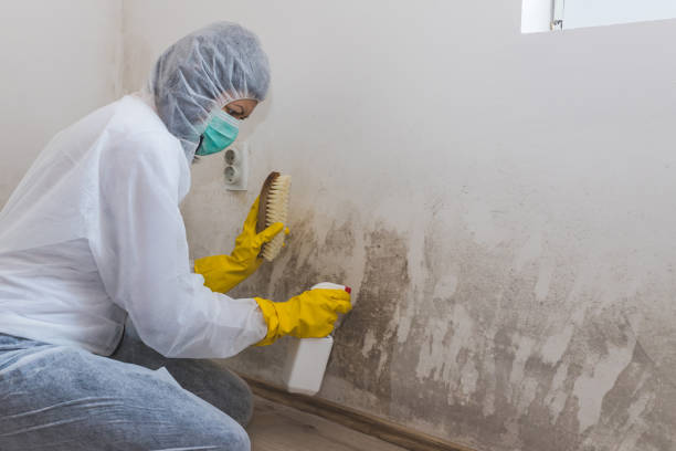 Best Residential Mold Removal  in Sheridan, CA
