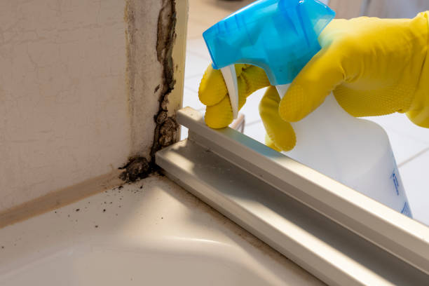 Best Toxic Mold Removal  in Sheridan, CA