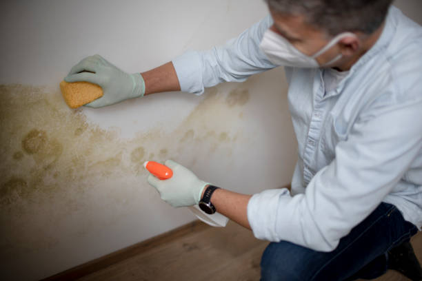 Best Office Mold Removal Services  in Sheridan, CA