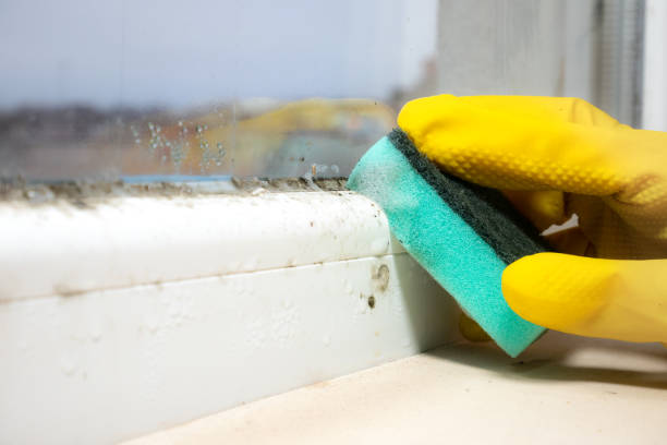 Mold Testing and Removal in Sheridan, CA
