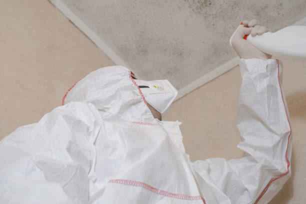 Best Local Mold Removal Service  in Sheridan, CA