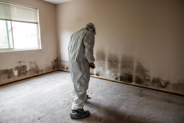 Best Certified Mold Removal  in Sheridan, CA