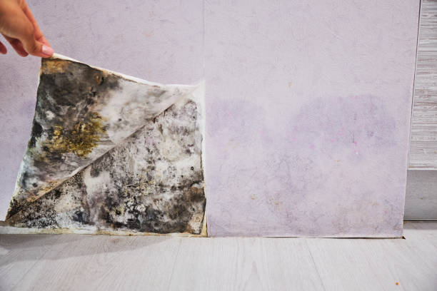 Best Professional Mold Removal  in Sheridan, CA